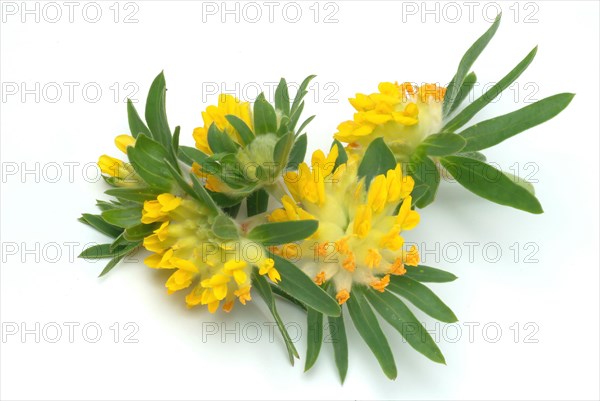 Common kidney vetch