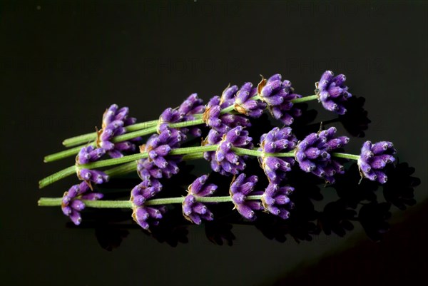 True lavender or narrow-leaved lavender