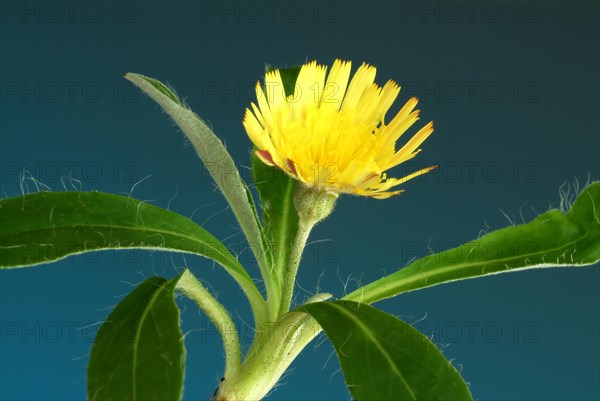 Lesser hawkweed