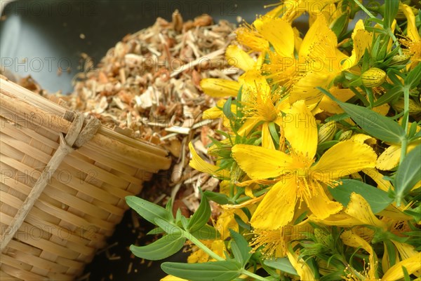 Medicinal plant St. John's wort