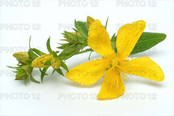 Medicinal plant St. John's wort