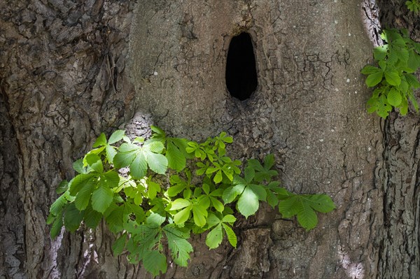 Natural cavity in trunk of horse-chestnut