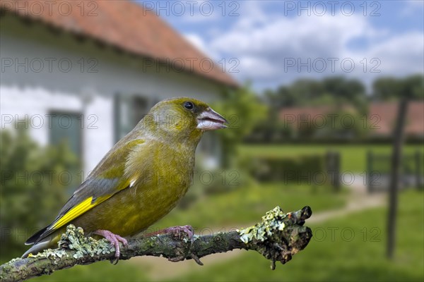 European greenfinch