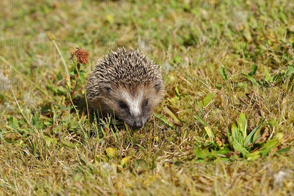 European hedgehog