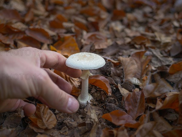 Hand is going to pick a death cap fungus