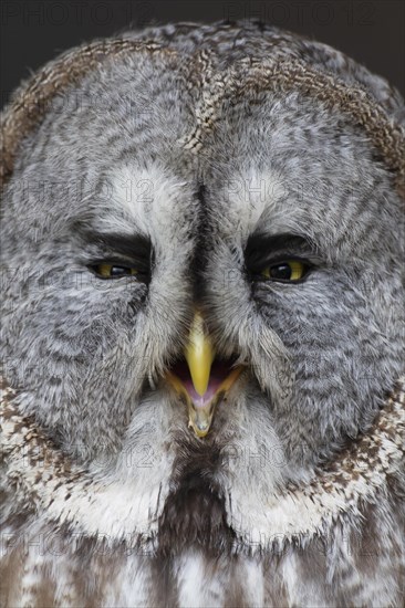 Great grey owl