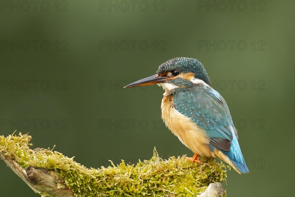 Common kingfisher