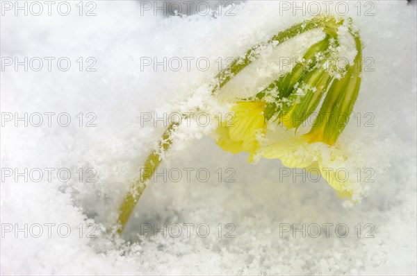 Primrose flower covered with snow in early summer. France