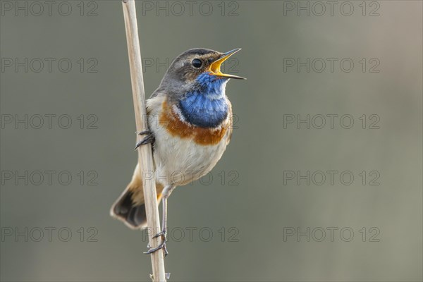 Mating bluethroat