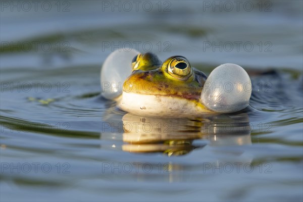 Green frog