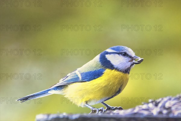 Blue tit