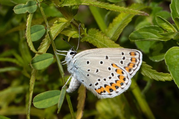 Crowned vetch blue butterfly with closed wings hanging on green leaf laying eggs left sighted