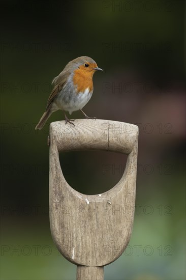 European robin