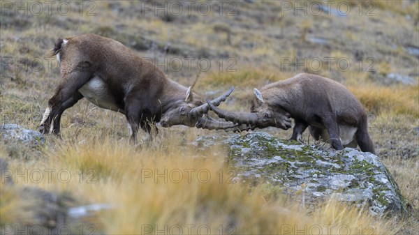 Alpine ibex