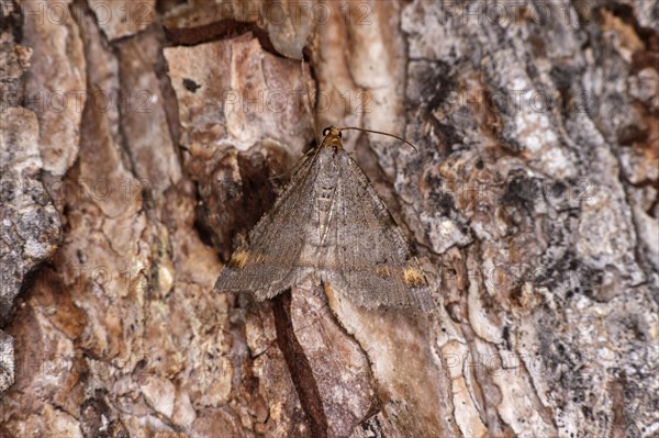 Tawny-barred angle