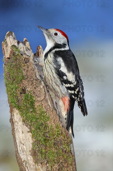 Middle Spotted Woodpecker