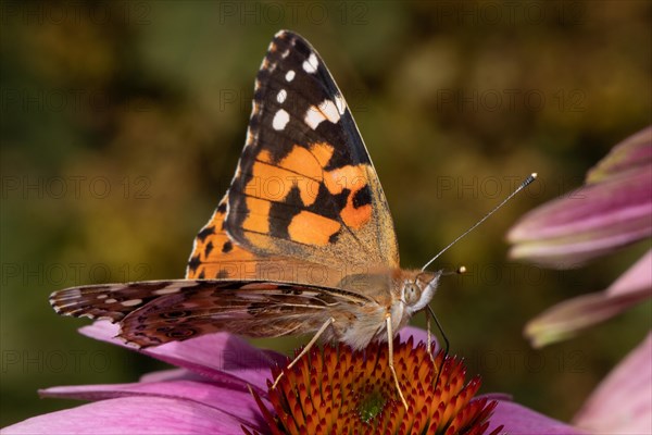 Thistle butterfly butterfly with open wings sitting on red flower sucking right seeing