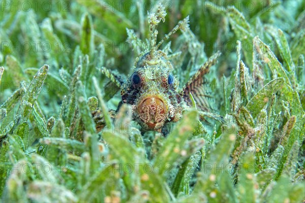 Dwarf lionfish