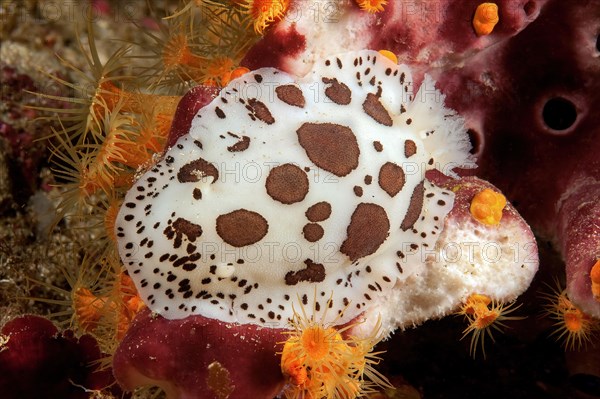 Nudibranch leopard nudibranch with right posteriorly extended gills anus gills