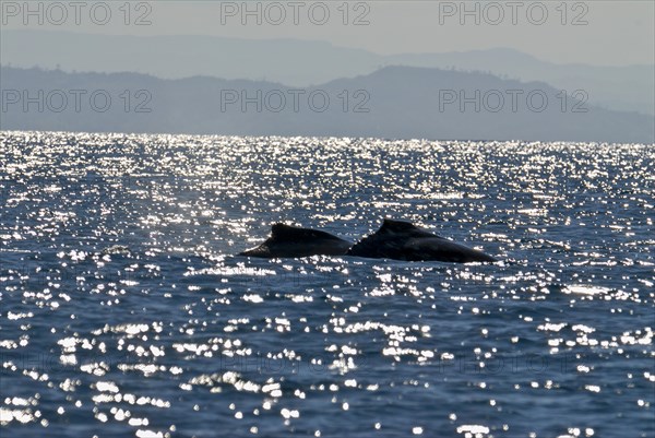 Humpback whale