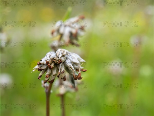 Silver-leaf cinquefoil