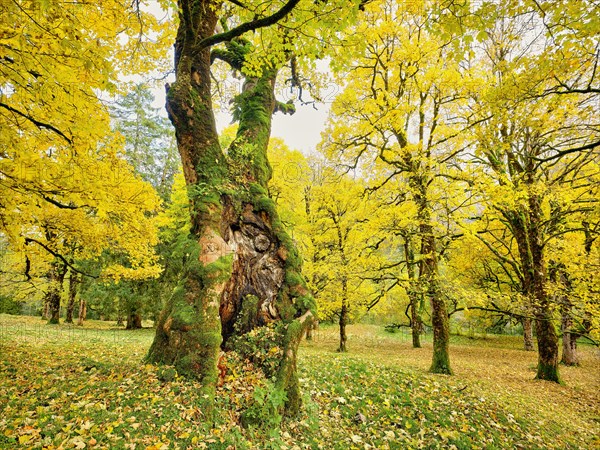 Forest of sycamore maple