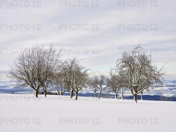 Winter Landscape