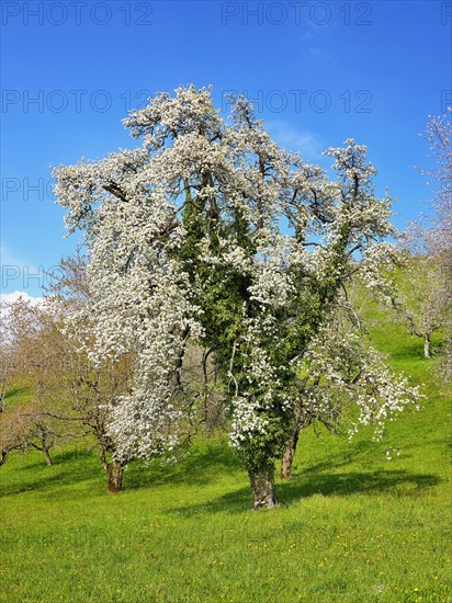 Flowering european pear