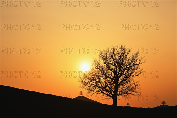 Silhouettes of an oak tree