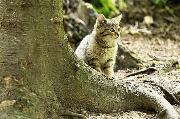 European wildcat