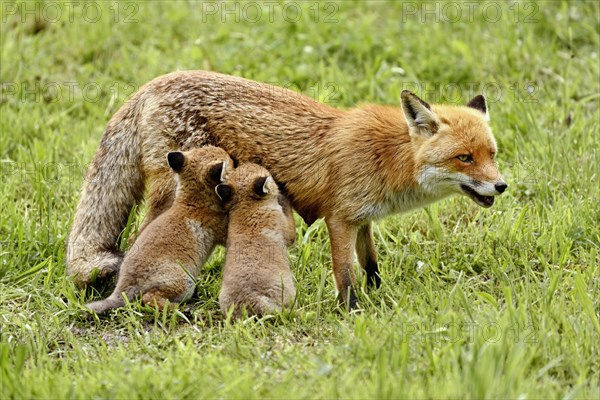 Two red fox