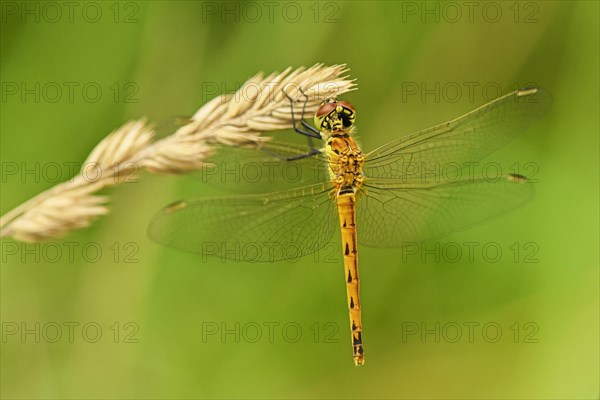 Spotted darter