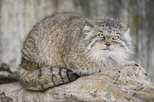 Manul or Pallas' cat