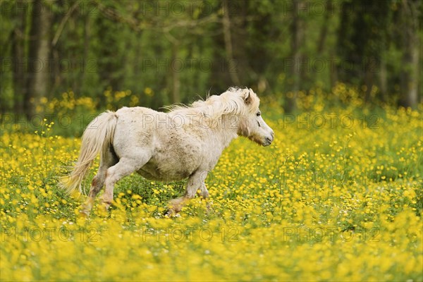 Icelandic horse