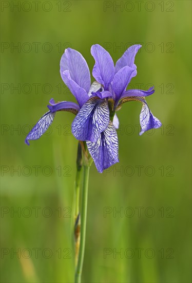 Siberian iris