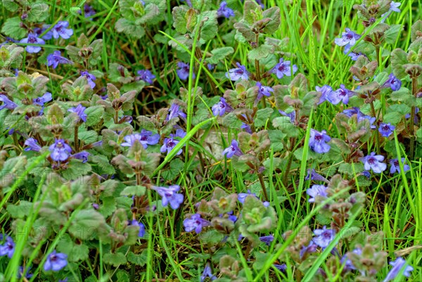 Medicinal plant Gundermann