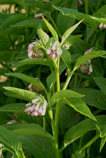 Medicinal plant common comfrey