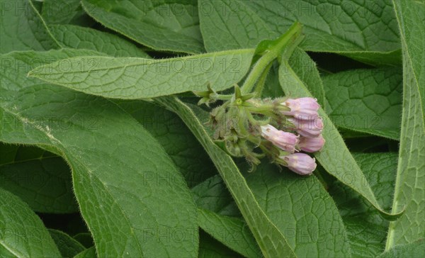 Medicinal plant common comfrey