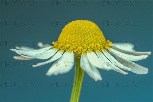 Medicinal plant Chamomile