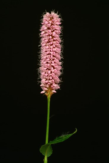 Medicinal plant Meadow knotweed