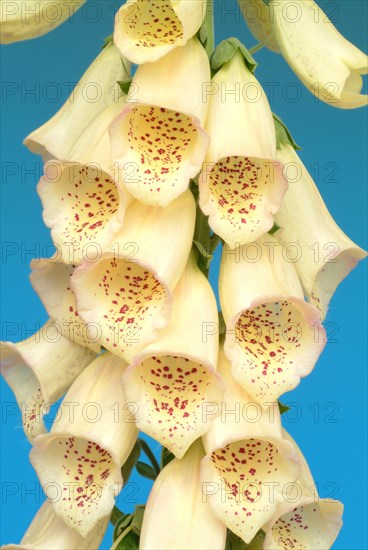 Big-flowered foxglove