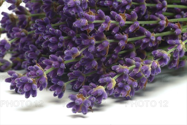 True lavender or narrow-leaved lavender