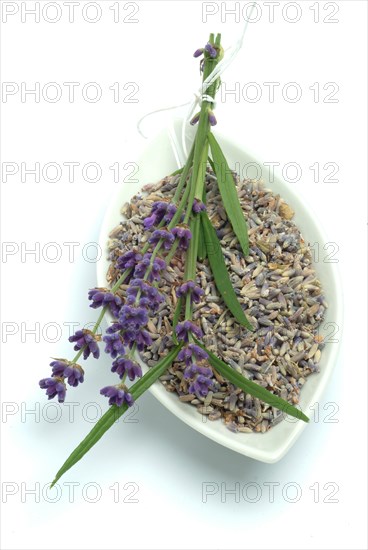 True lavender or narrow-leaved lavender