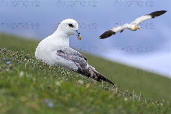 Northern fulmar