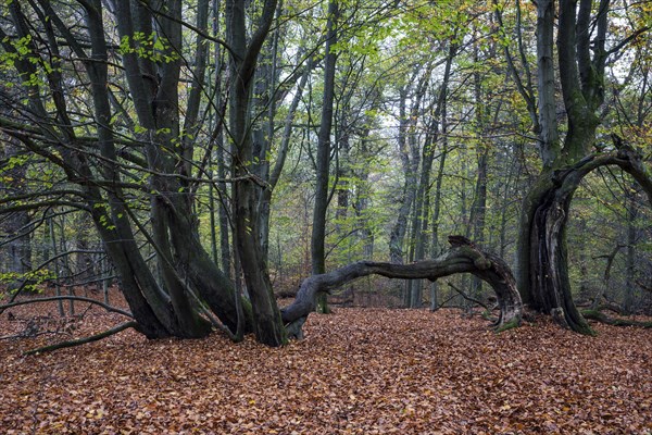 Old beech trees in autumnal beech forest