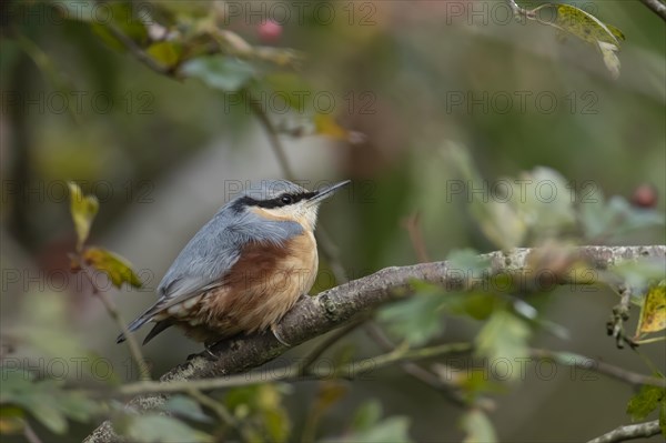 European nuthatch