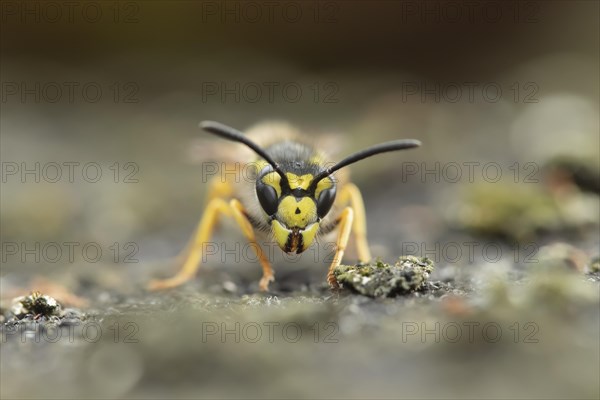 Common wasp