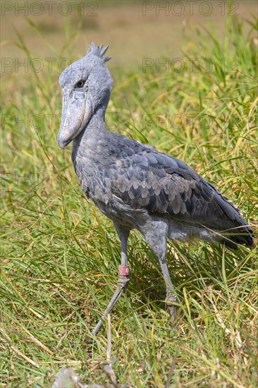 Shoebill