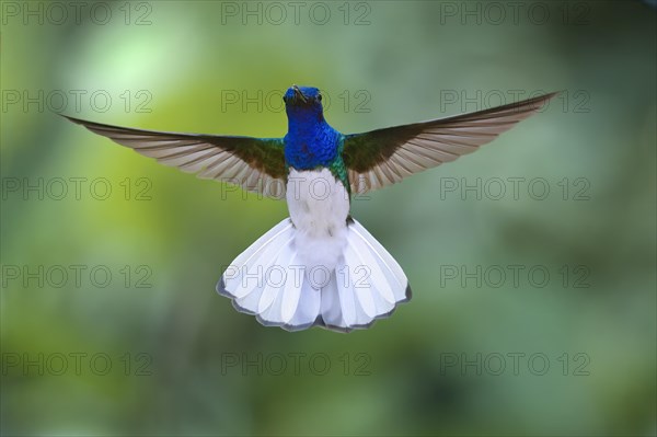 Flying White necked Jacobin