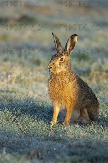 Brown hare